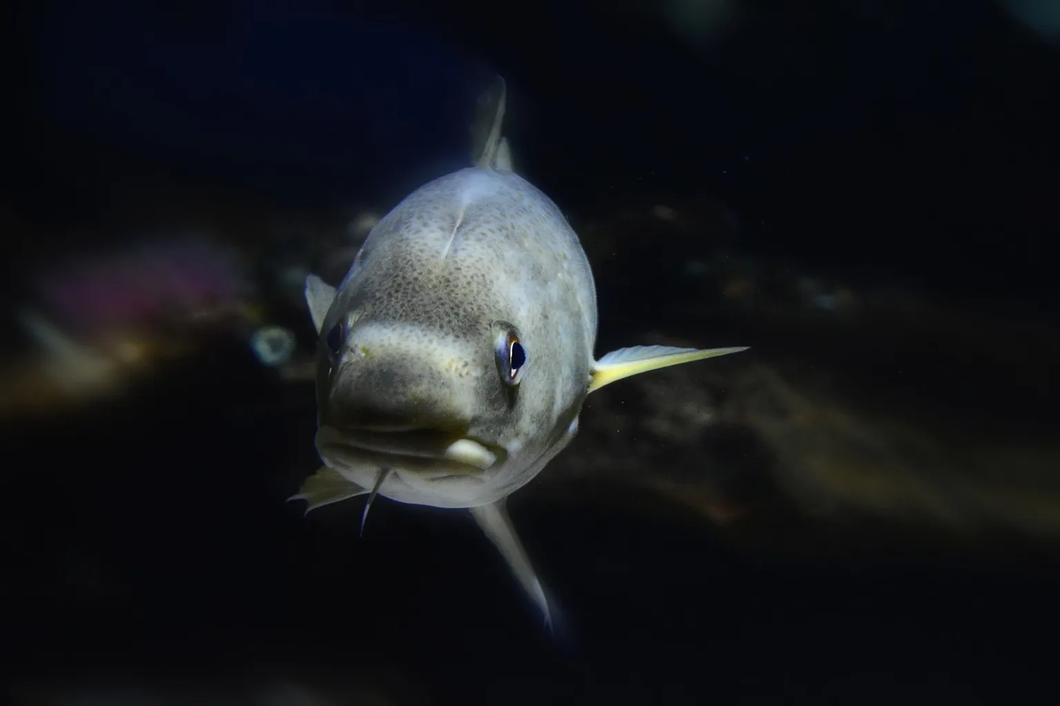 Nausicaá Aquarium Entry: Your Step-by-Step Booking Path