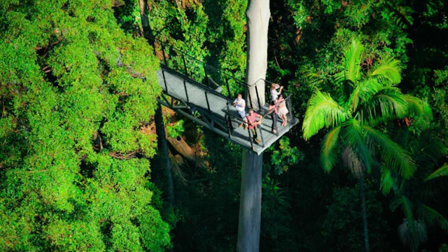 Tamborine Rainforest Skywalk